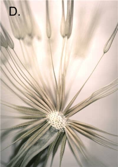 Idyllic Nature Prints - Hestia + Co.