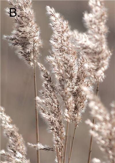 Idyllic Nature Prints - Hestia + Co.