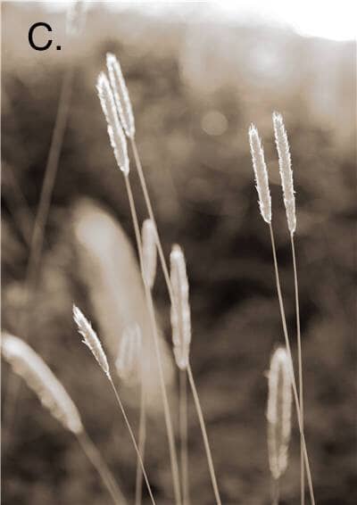 Idyllic Nature Prints - Hestia + Co.