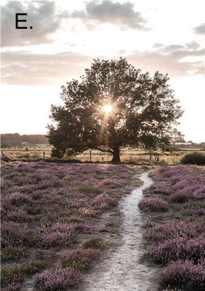 Idyllic Nature Prints - Hestia + Co.