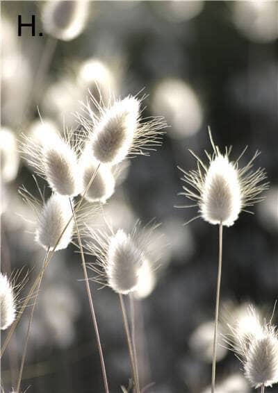 Idyllic Nature Prints - Hestia + Co.